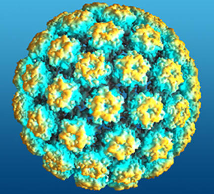 HPV (Human Papilloma Virus)